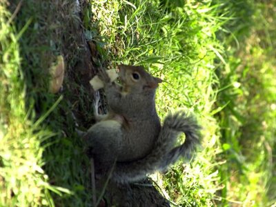 Pentagon — photo 8