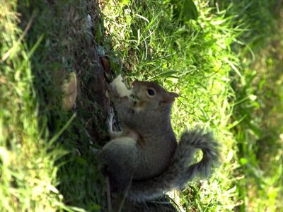 Pentagon — photo 9